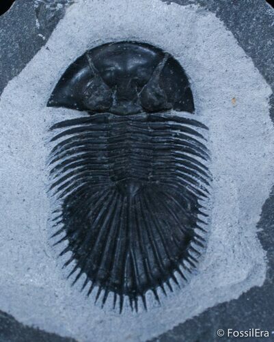 Tremendous Thysanopeltis Trilobite #2259